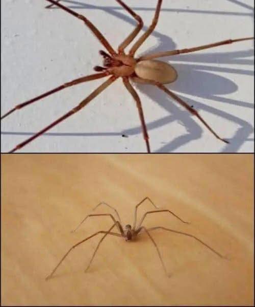Understanding the Brown Recluse Spider: Identification, Risks, and Prevention