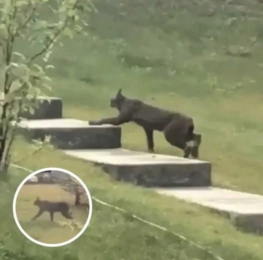 Shadow in the Snow The Rare Lynx That Reminded the World Nature Still Has Secrets