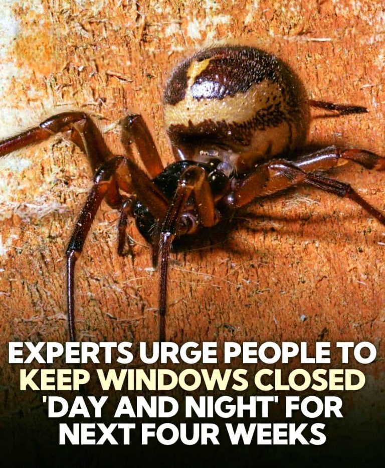 False Widow Spiders on the Rise in the UK — Experts Share Safety Tips