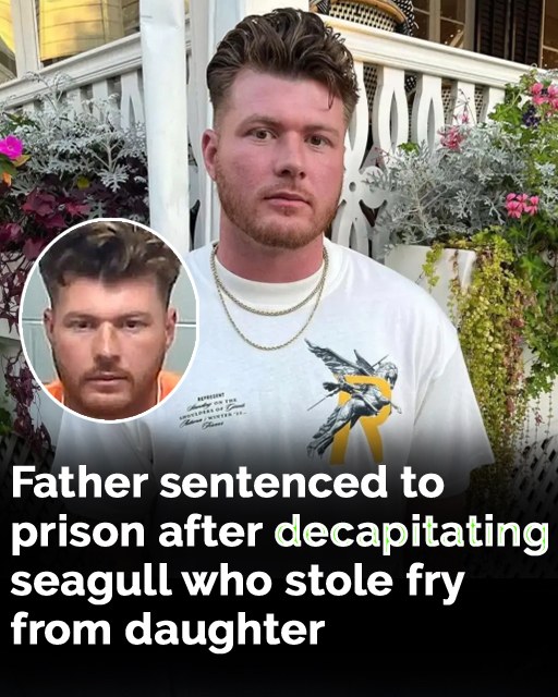 “Father Faces Legal Consequences After Confrontation With Seagull”