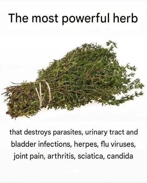 THE MOST POTENT HERB THAT!