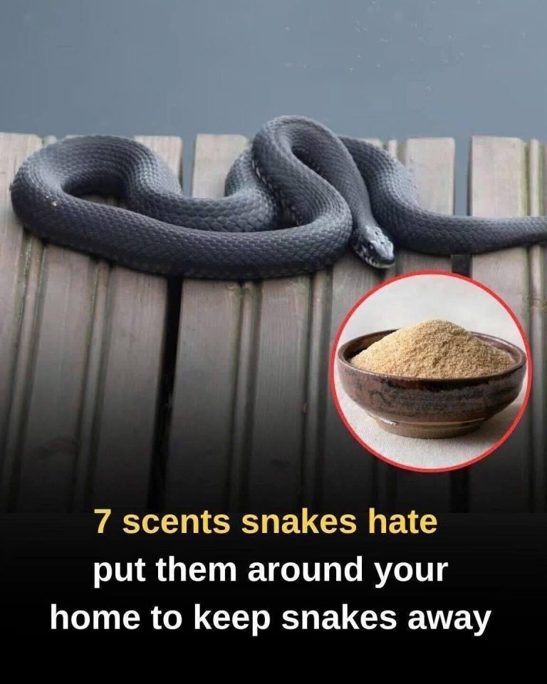 From Ammonia and Vinegar to Cinnamon Oil, Garlic, and Lemongrass, These Seven Strong Scents May Help Deter Snakes Around Your Home—But Experts Explain Why No Smell Works Forever, How to Use Them Safely, and What Real Prevention Steps Matter Most for Keeping Snakes Away Long-Term