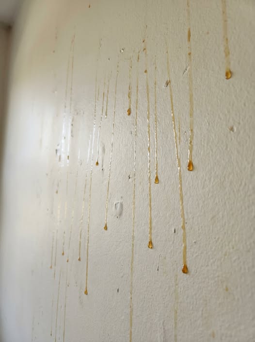 Yellow Stuff Starts Dripping Down Your Bathroom Walls? Here’s What It Might Be