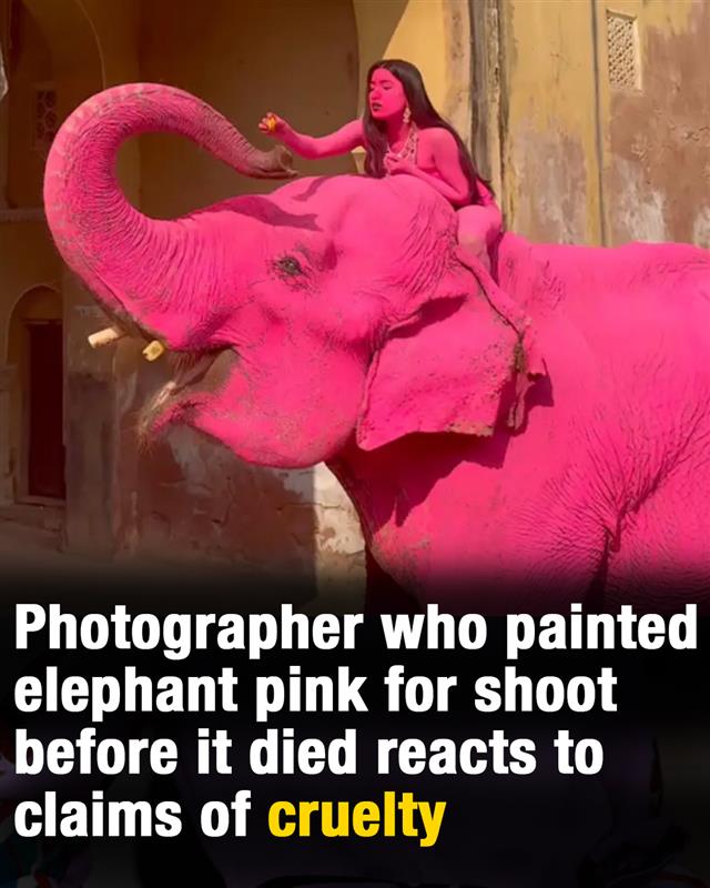 Photographer who painted elephant pink before it died reacts to claims of cruelty