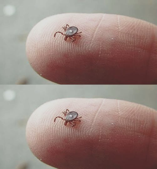 The Small Spotted Parasite You Should Know About and What to Do After a Bite