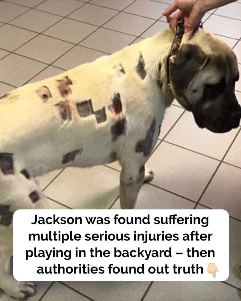 Woman thinks dog is riddled with bug bites, then realizes they’re bullet holes