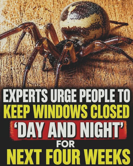 Important Reminder: Keep Windows Closed to Help Prevent Spiders from Entering Your Home