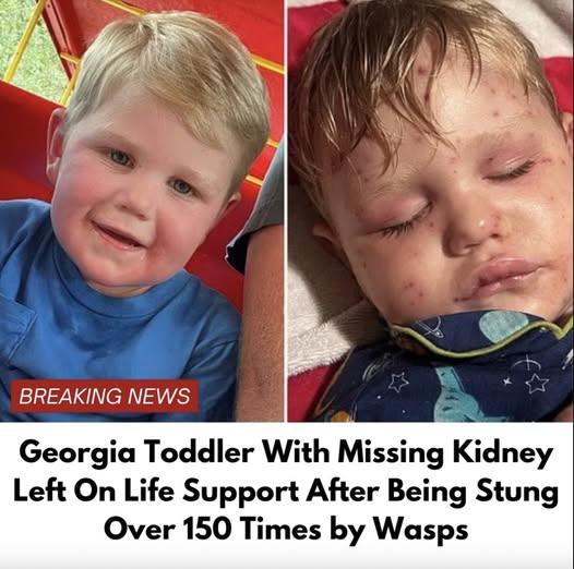 Georgia Toddler Stung Over 150 Times by Yellow Jackets, Currently Fighting for His Life: An Update on Beckham Reed’s Struggle