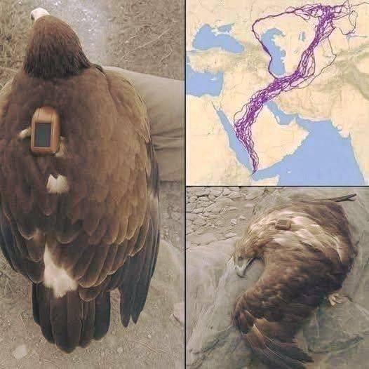 The Incredible Journey of a Migrating Eagle and What It Teaches Us About Nature