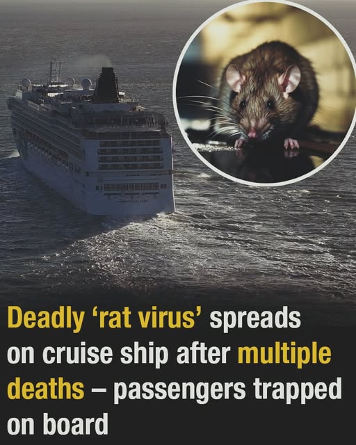 Reports circulate online about a possible “rat virus” outbreak on a cruise ship following alleged fatalities and passenger confinement.