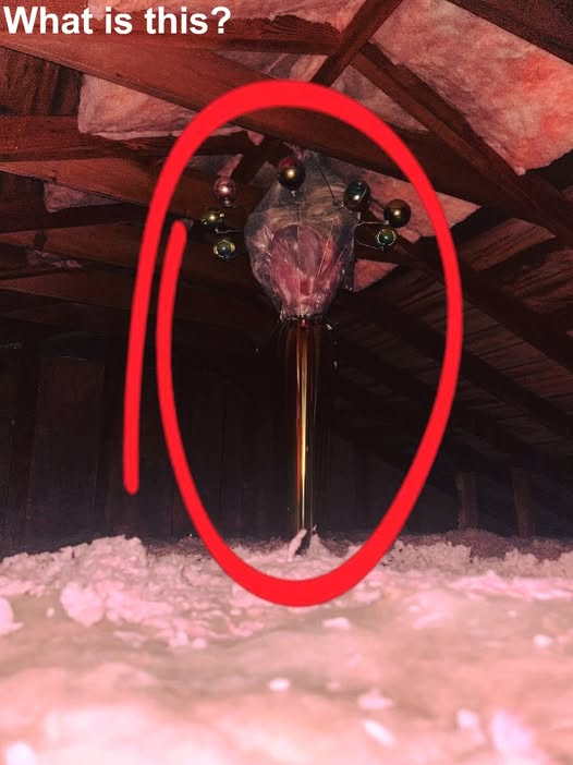 The Hidden Truth About What Might Be Lurking in Your Attic and Why Those Strange Objects Aren’t What They Appear