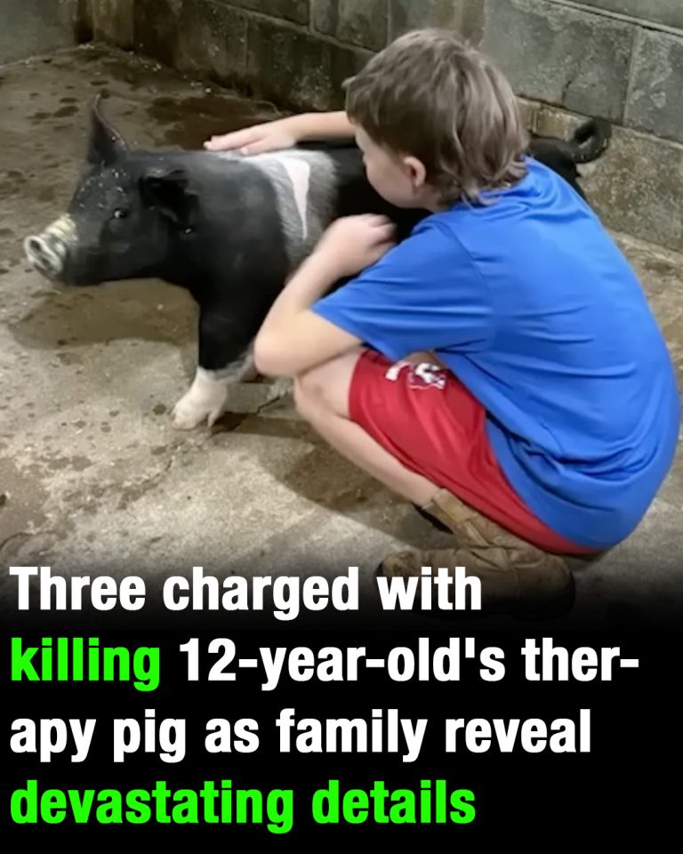 Three charged with killing 12-year-old’s therapy pig as family reveal details