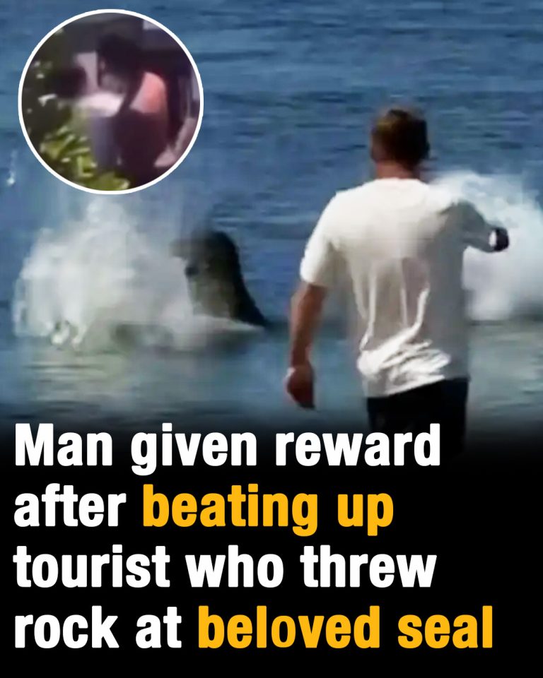 Man given reward after beating up tourist who threw rock at beloved seal