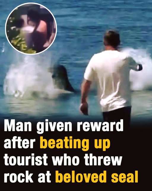 Search results for: Man receives reward after stepping in during incident involving tourist and a protected seal