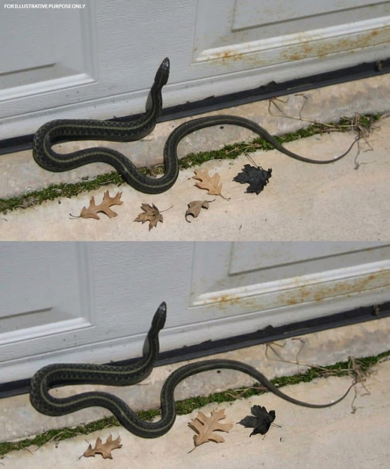 What It Really Means When You Find a Snake Inside Your Home