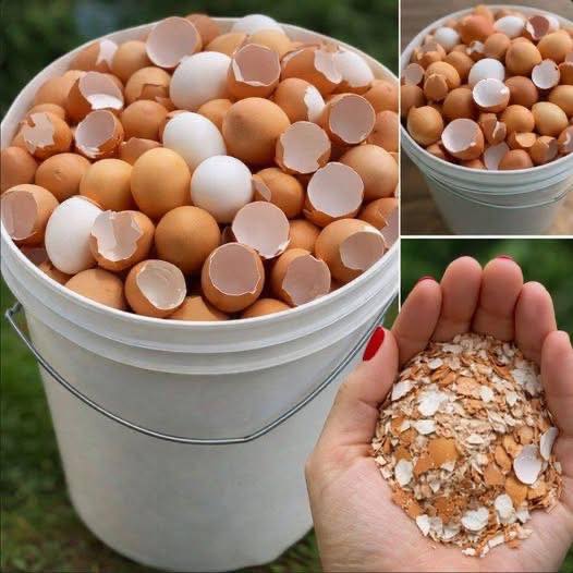 Don’t throw away eggshells—here are 17 clever ways to reuse them.