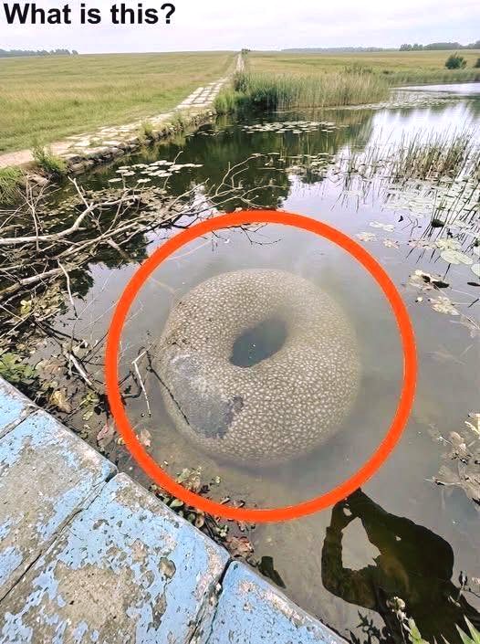 Mysterious Object Found in an Artificial lake